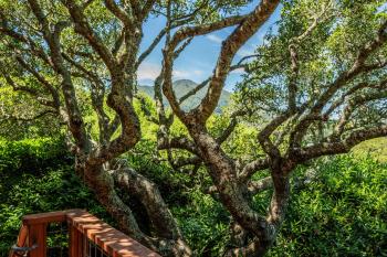 38 Helens Lane, Mill Valley #20